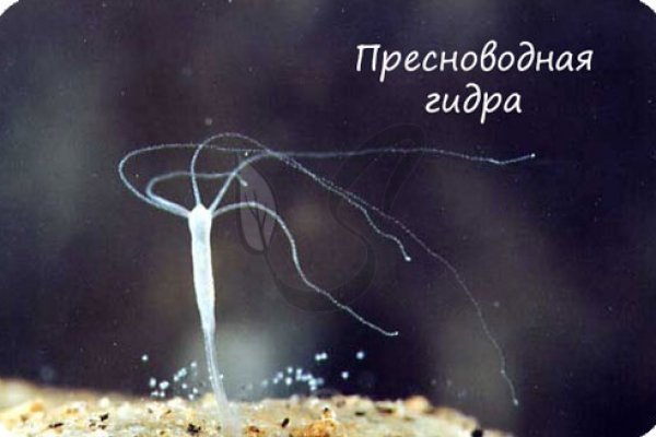 Кракен это супернет